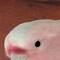 Major Mitchell's Cockatoo. Native Bird
