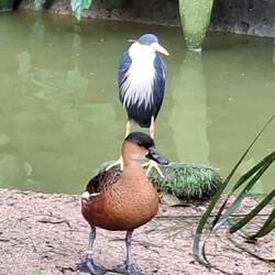 Pied Heron and Wandering Whistling Duck.