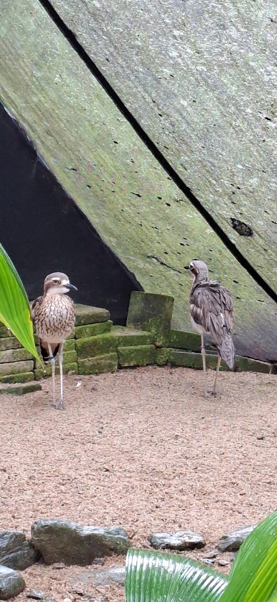 Bush-stone Curlew. Native Bird