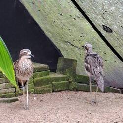Bush-stone Curlew. Native Bird