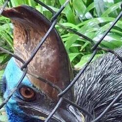 Southern Cassowary. Native Bird