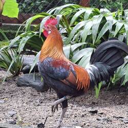 Lol... a gorgeous rooster