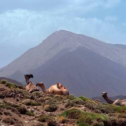 Typische Tierwelt : Berg-Kamele 🐫🐪