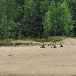 On the beach ...