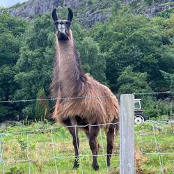Gefahr am Wegesrand 🦙