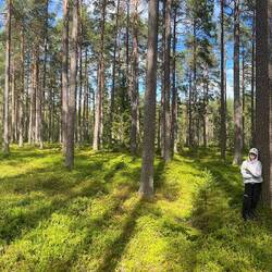 Pano in the woods