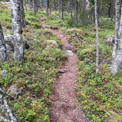The path. See how the foliage stops right at the edge.