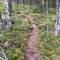 The path. See how the foliage stops right at the edge.