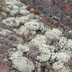 Coral of the land
