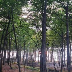 Mitten im Wald.....