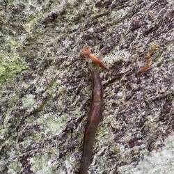 Hier hab ich mal versuch anhand einer Schnecke zu zeigen wie riiiieeeesig