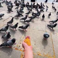 Taubenfütterung, die hatte aber keinen Hunger 😆