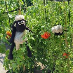 ...schnell noch 'n paar Tomaten ab