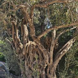 uralter Olivenbaum
