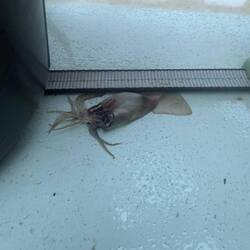 Die Squids springen an Bord