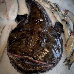 Anglerfish at the Fisketorget — Bergen, Norway.