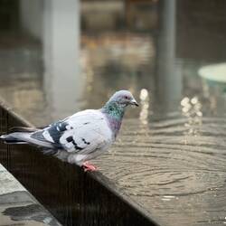 A pigeon visiting the Seamen's Monument — Bergen, Norway.