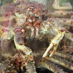 Fresh king crab anyone? ... Mathallen — Bergen, Norway.