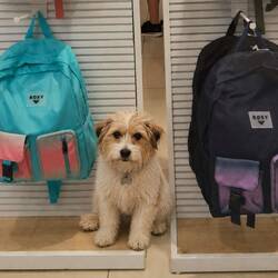 Roxy and her Roxy bags