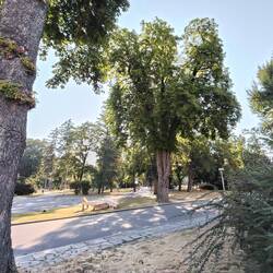 Lots of shady parks