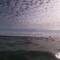 First sea lion swim, wish we had brought the snorkels down!