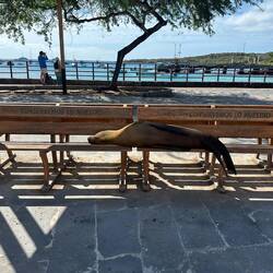 First sea lion we saw!