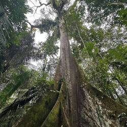 Caiba tree estimated to be well over 200 yesrs old, with some massive epiphytes at the top.