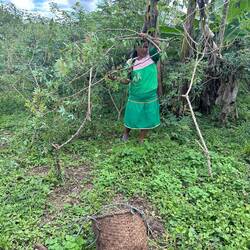 Harvesting the Yuca plant