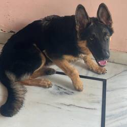 Extrem süßer Hund, den ich sehr oft gestreichelt habe im Hotel 🐶