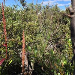 Lutz auf der Suche nach einem alternativen Weg durch die Tundra Vegetation