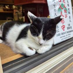 Der Name der Katze war Azuki was so viel wie "rote Bohne" bedeutet🥰
