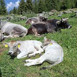 (Wild-)Tiere des Tages