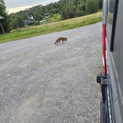 Hier hat uns noch ein Fuchs besucht