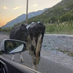 Kuh auf der Straße