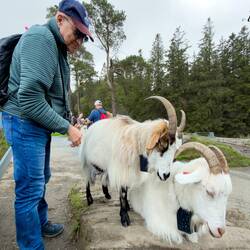 Mui with Alex (L) and Pippi ... two of Mt Fløyen's cashmere goats — Bergen, Norway.