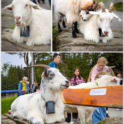 Clockwise from top left: Pippi; Alex & Pippi; Waldemar ... Mt Fløyen — Bergen, Norway.