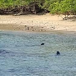 ... und in dieser Traumbucht herrscht der Beachmaster 🦭
