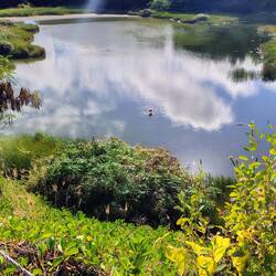 Lagune mit Flamingo