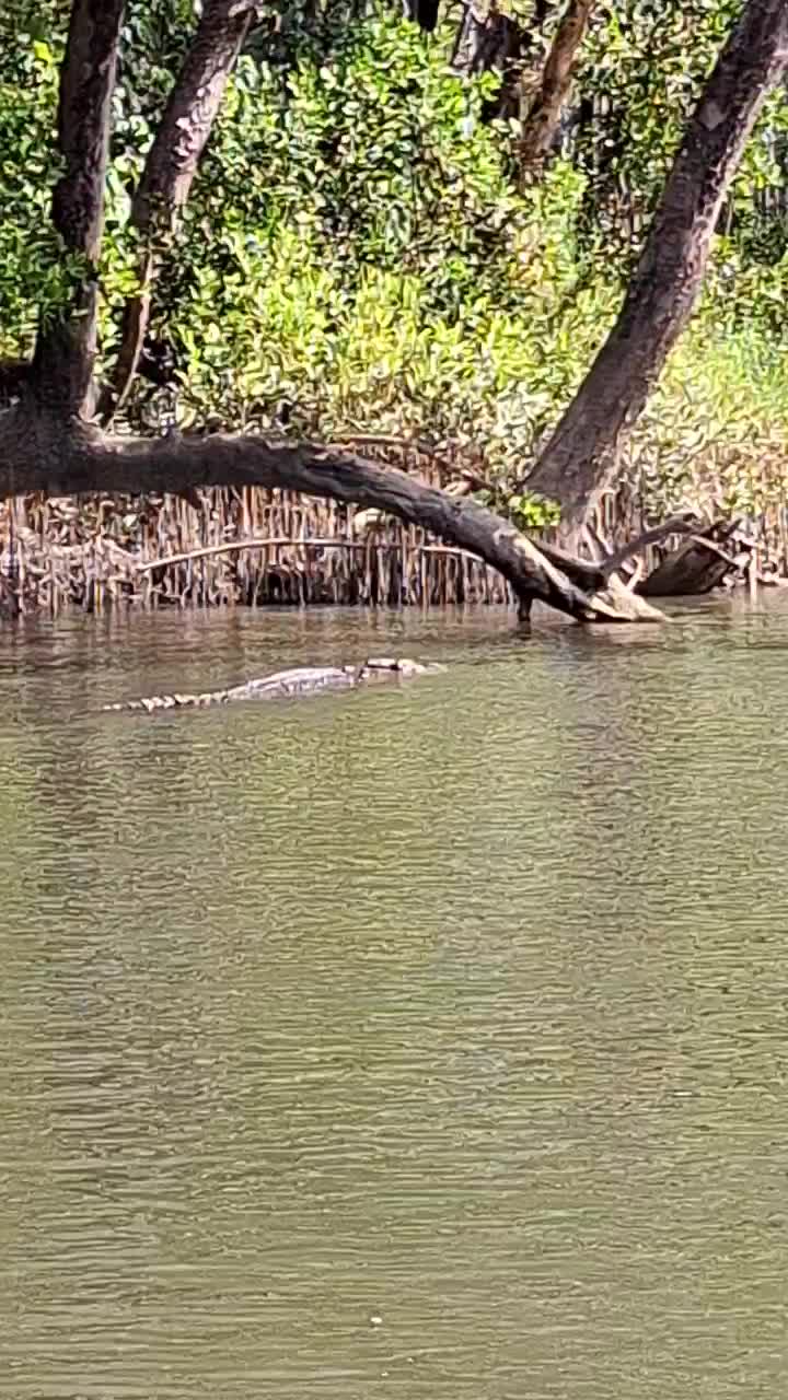 This is a huge male. Look at how long he is in the water.