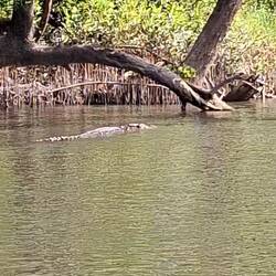 This is a huge male. Look at how long he is in the water.