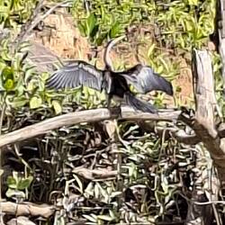 Magnificent bird.?