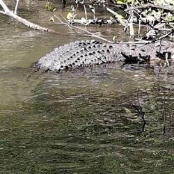 This is the big male before he got angry at another croc and swam to another bank.