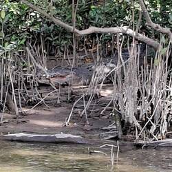 Female on the shore