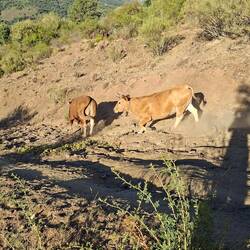 Some locals...heading the better way...down!