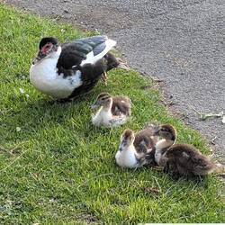 Campsite ducks