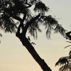 Woodpecker silhouette
