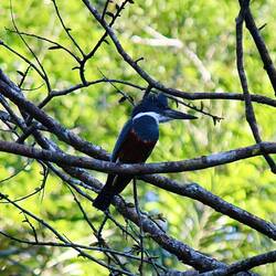 Ringed Kingfisher