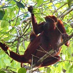 Howler monkey with a baby on her back