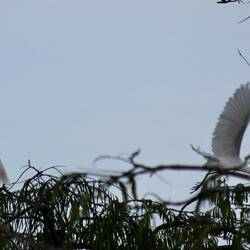 Great Egret