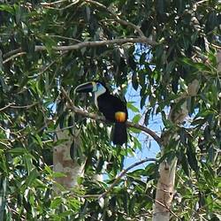 White throated toucan